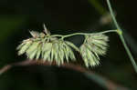 Orchardgrass